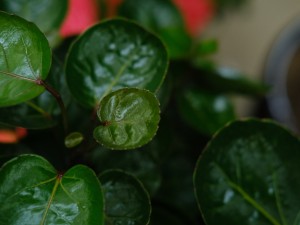 福禄桐的常见品种