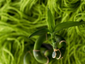 富贵竹能吸甲醛吗