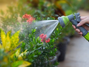 怎么正确给花浇水