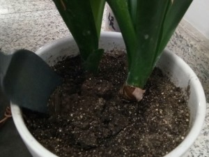 水培君子兰大全