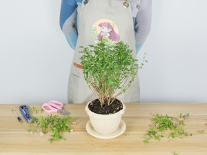 小木槿如何度夏