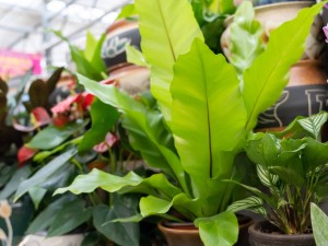 鸟巢蕨叶子发黄怎么处理