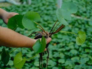 家里为什么不能养睡莲