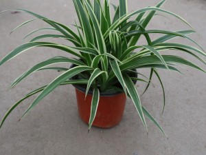 水培吊兰——双鱼座的守护神