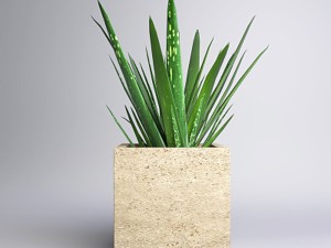 芦荟的花语和传说