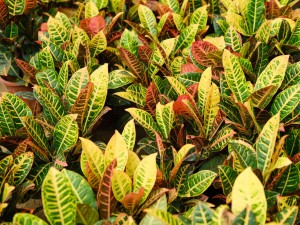 变叶木的花语和寓意，送人有什么禁忌