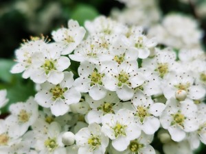 火棘掉叶子怎么办