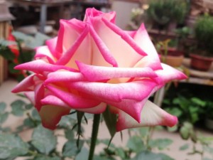 月季叶子发红怎么办