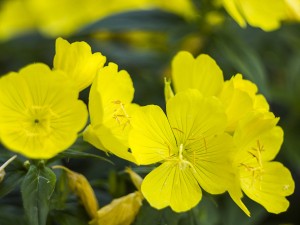 月见草的病虫害及防治方法