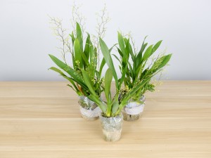 文心兰不开花怎么办