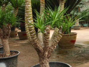 龙血树常见虫害及防治方法