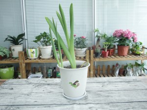 风信子夹箭后怎么办