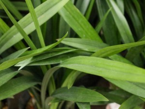 兰花叶子太长怎么办