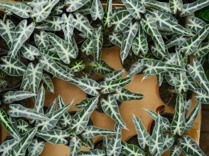 黑叶观音莲能水培吗