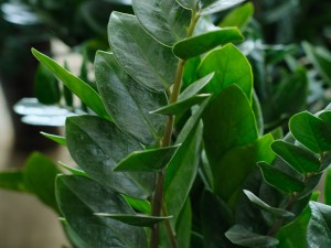 金钱树不长新芽怎么办