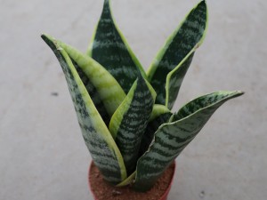 虎皮兰的作用和功效