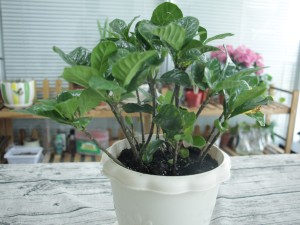 栀子花不开花怎么办