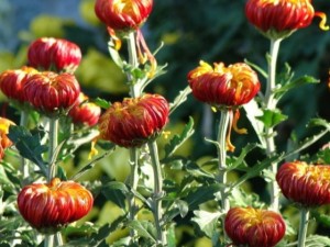 菊花叶子蔫了怎么办