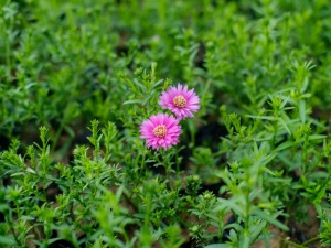 盆栽菊花脚叶脱落怎么办