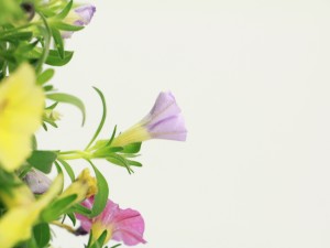 百万小铃什么时候开花