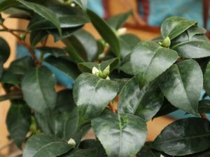 山茶花的功效和作用，山茶花有什么功效