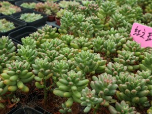 虹之玉长黑虫怎么办