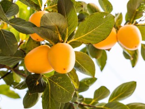 柿子的价值和食用禁忌