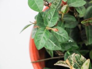 络石的功效和作用