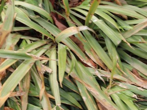 鸢尾的品种分类