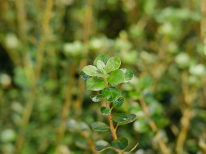 家里有孕妇能养杜鹃花吗