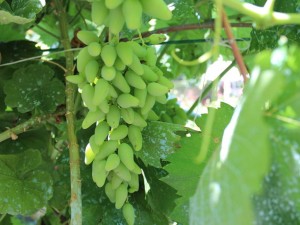 盆栽葡萄落果怎么办