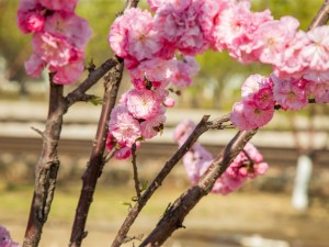 榆叶梅的果实能吃吗