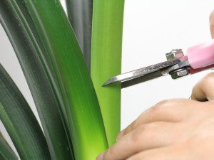 君子兰黄叶怎么办