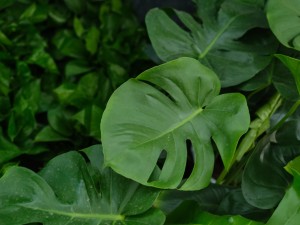 龟背竹叶子不开裂怎么办