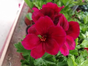 天竺葵怎么不开花