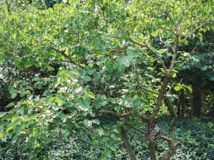 丁香花叶子发蔫怎么回事，叶子发蔫怎么办