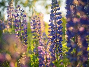 鲁冰花的养殖方法和注意事项