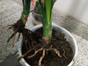 君子兰常见虫害