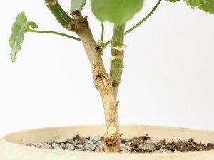 天竺葵光长叶子不开花怎么办