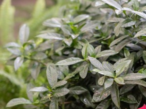 栀子花只长花苞不开花怎么办