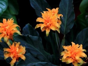 黄苞竹芋的病虫害防治