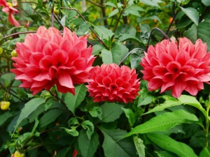 大丽花块根的贮藏方法