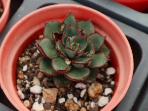 多肉长高不长胖怎么办