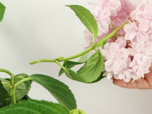 绣球花可以放室内吗