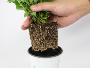 养美女樱有哪些好处，你知道吗