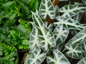 黑叶观音莲有毒吗