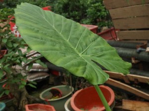 滴水观音长太高怎么办