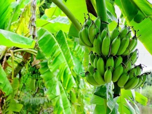 香蕉不能和什么一起吃