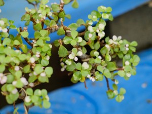 金枝玉叶长白虫子怎么办