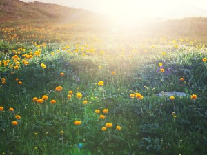 金莲花泡水喝的功效